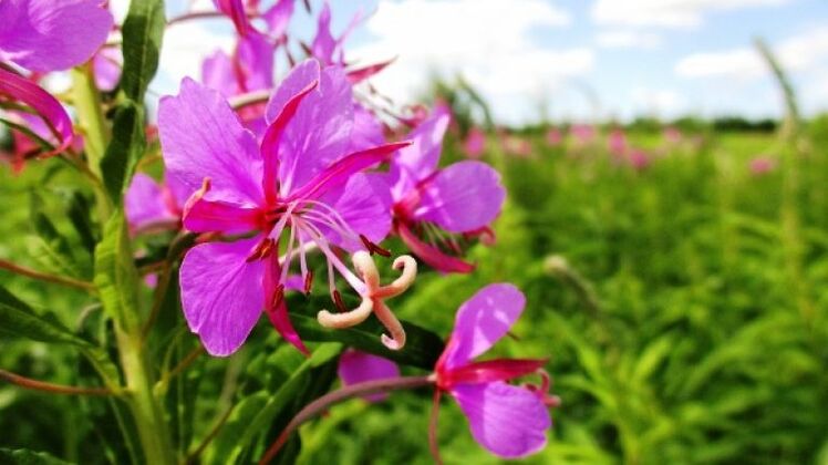 Fireweed inflorescences უდავო სარგებელი მამაკაცებისთვის